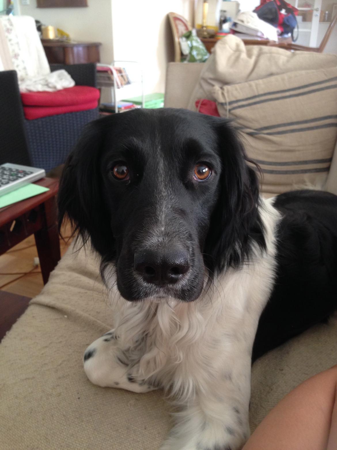 Blanding af racer Charlie (Thor) - Charlies typiske Hva´laver du? - fjæs billede 1