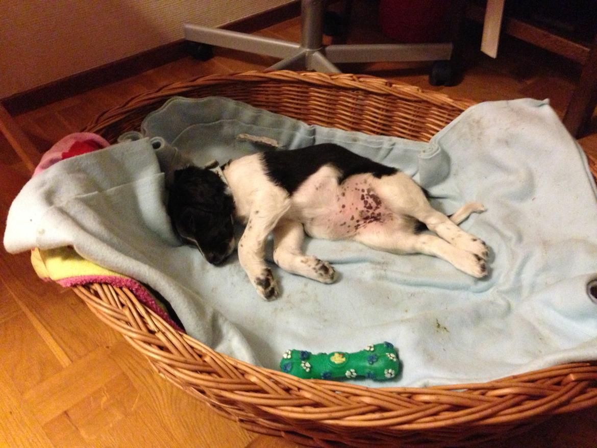 Blanding af racer Charlie (Thor) - Træt hvalp efter den 2 timer lange køretur til sit nye hjem billede 2