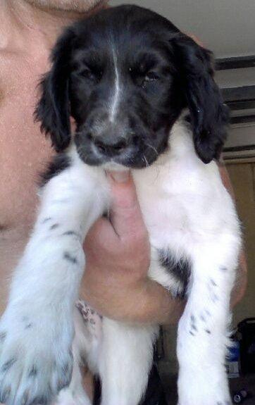 Blanding af racer Charlie (Thor) - Billed fra avler billede 3