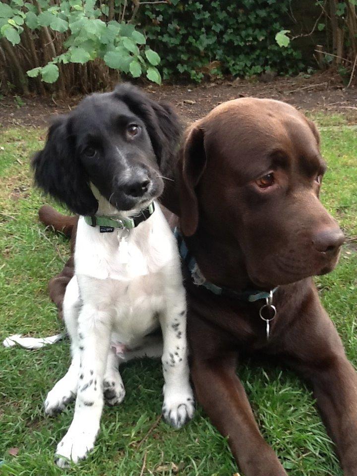 Blanding af racer Charlie (Thor) - ca 5 mdr. her billede 4