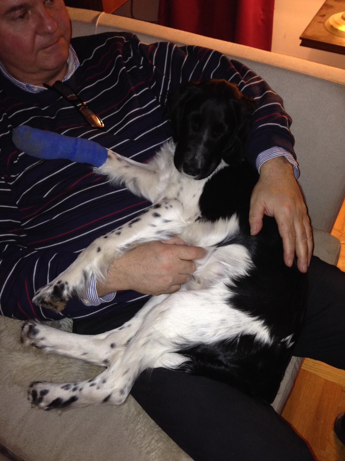 Blanding af racer Charlie (Thor) - Forstuvet pote og ynkelig dopet hund på smertestillende billede 5