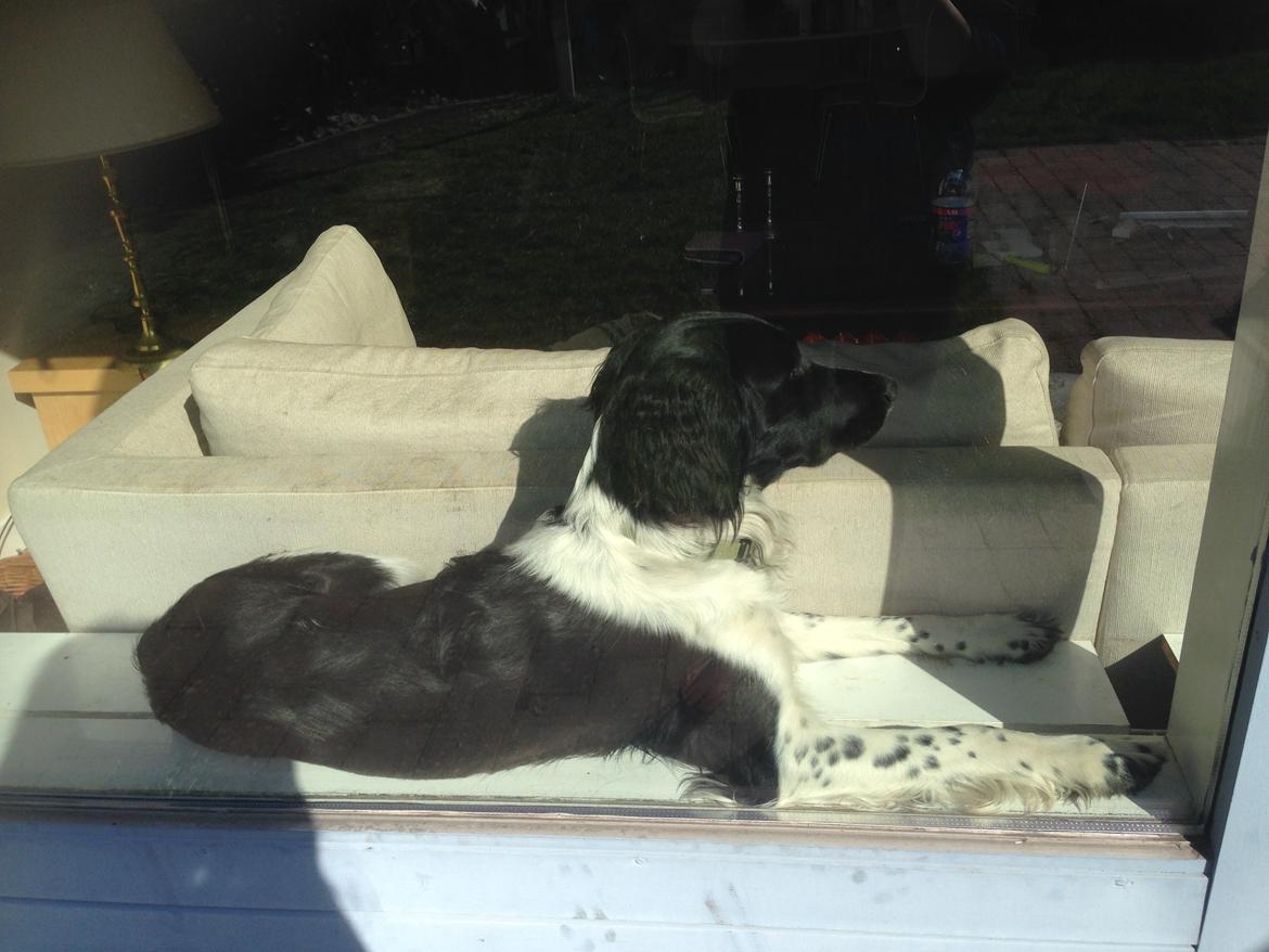 Blanding af racer Charlie (Thor) - katten AKA Charlie soler sig i vunduet billede 6