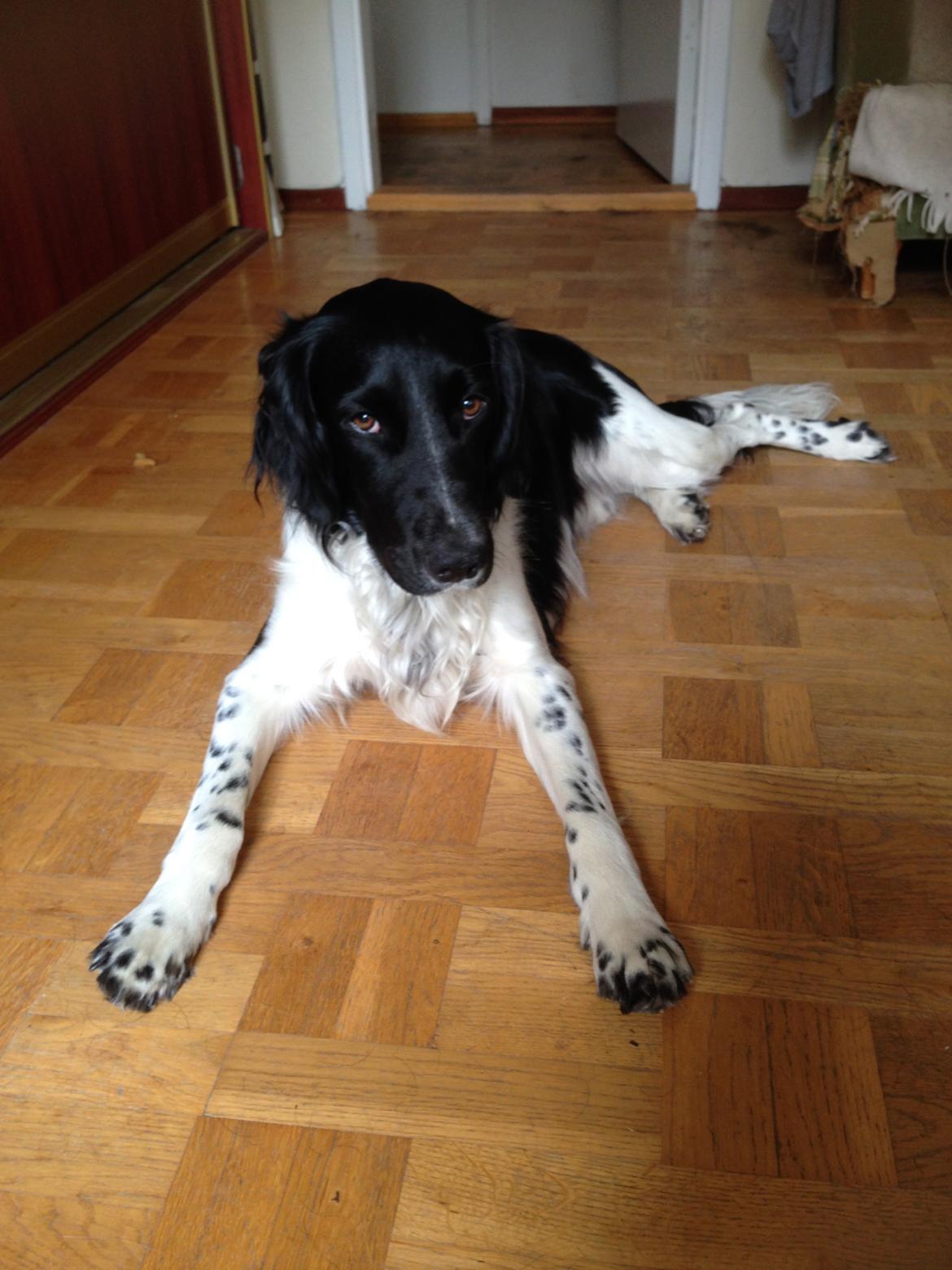 Blanding af racer Charlie (Thor) billede 7