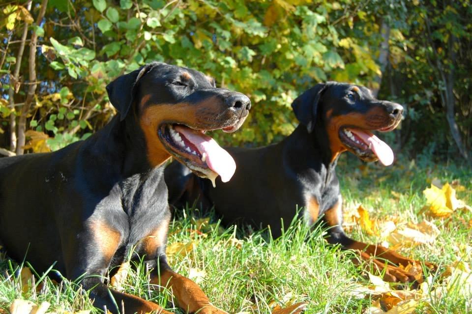 Dobermann Proud Danish Cool Casio billede 5