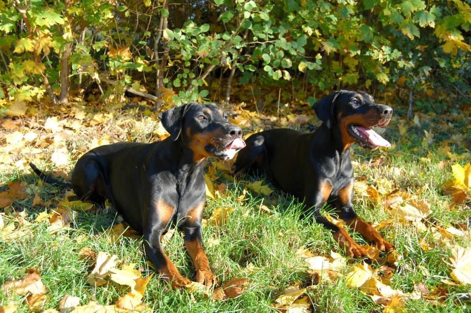 Dobermann Proud Danish Cool Casio billede 7