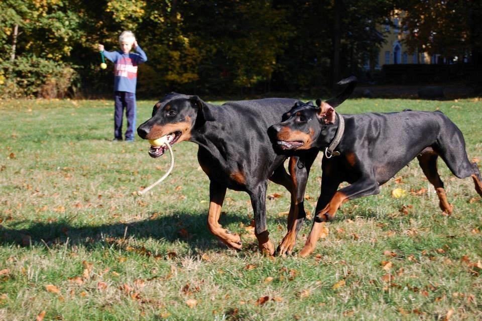 Dobermann Proud Danish Cool Casio billede 10