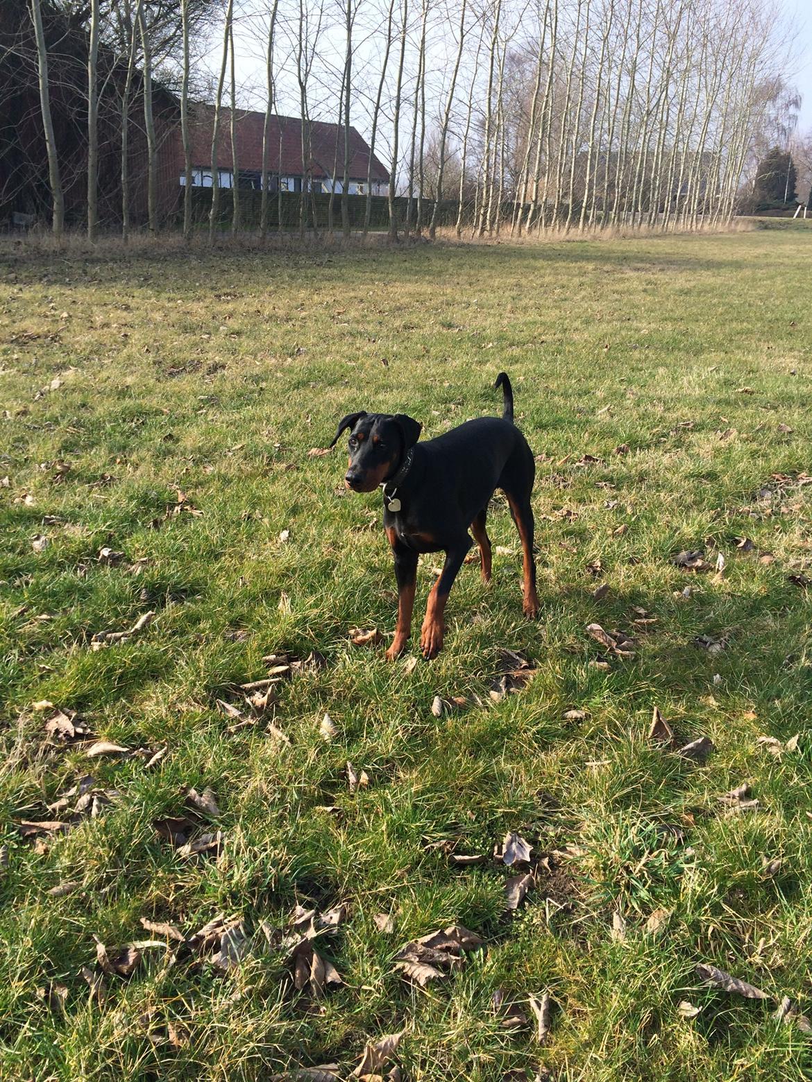 Dobermann Proud Danish Cool Casio billede 14