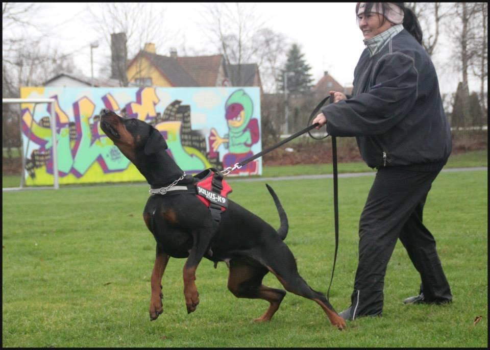 Dobermann Proud Danish Cool Casio billede 16