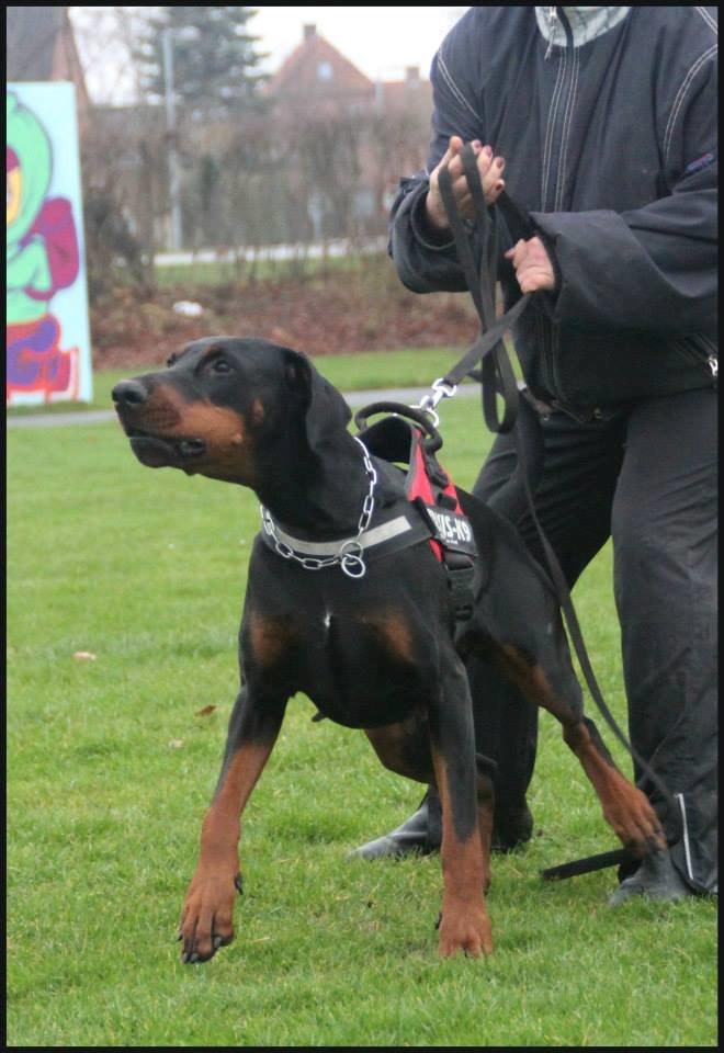 Dobermann Proud Danish Cool Casio billede 17