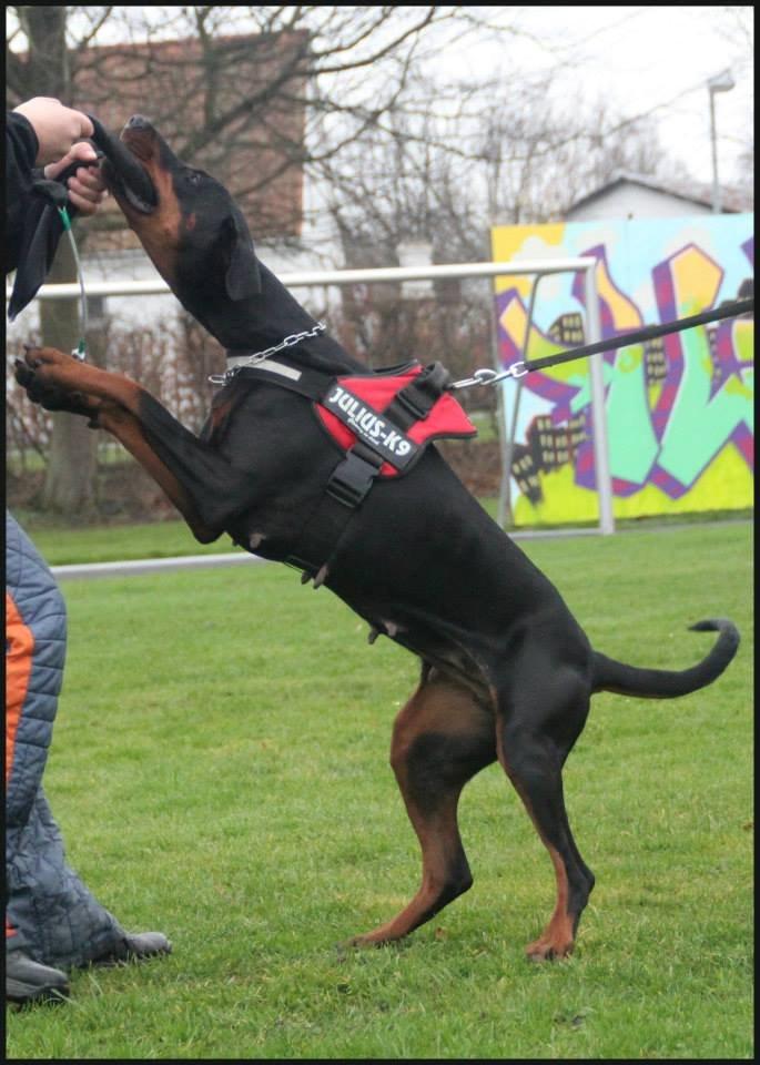 Dobermann Proud Danish Cool Casio billede 18