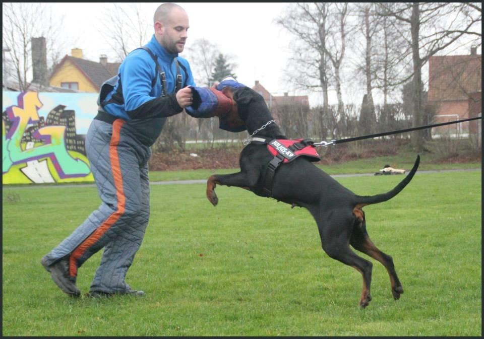 Dobermann Proud Danish Cool Casio billede 19