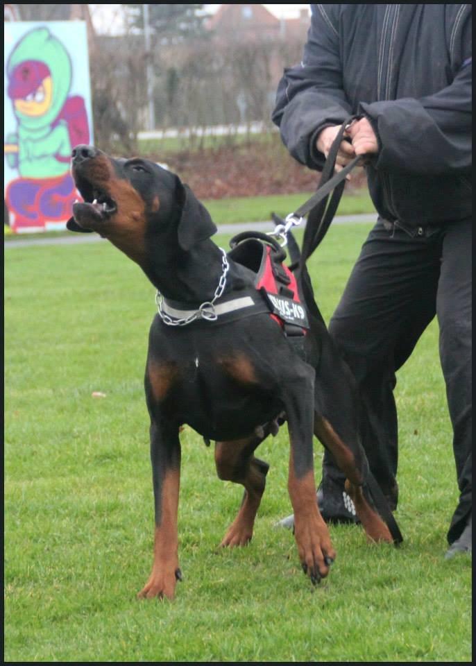 Dobermann Proud Danish Cool Casio billede 20