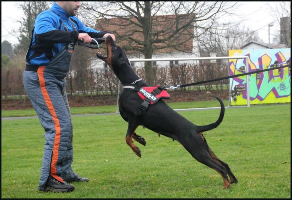 Dobermann Proud Danish Cool Casio billede 21