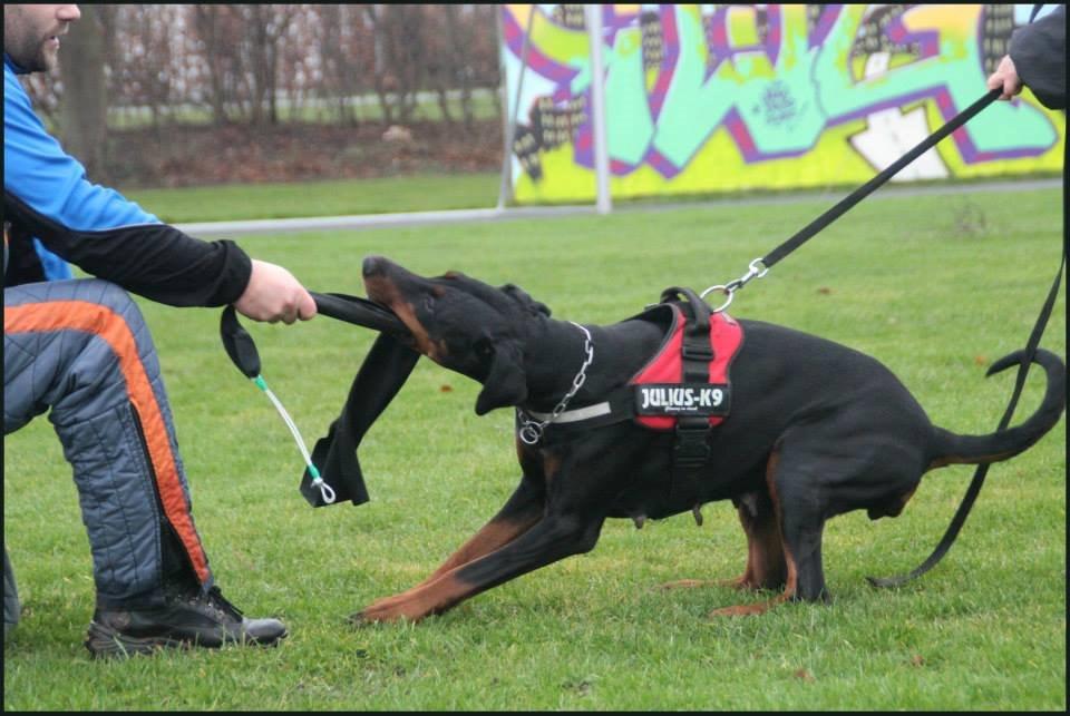 Dobermann Proud Danish Cool Casio billede 23