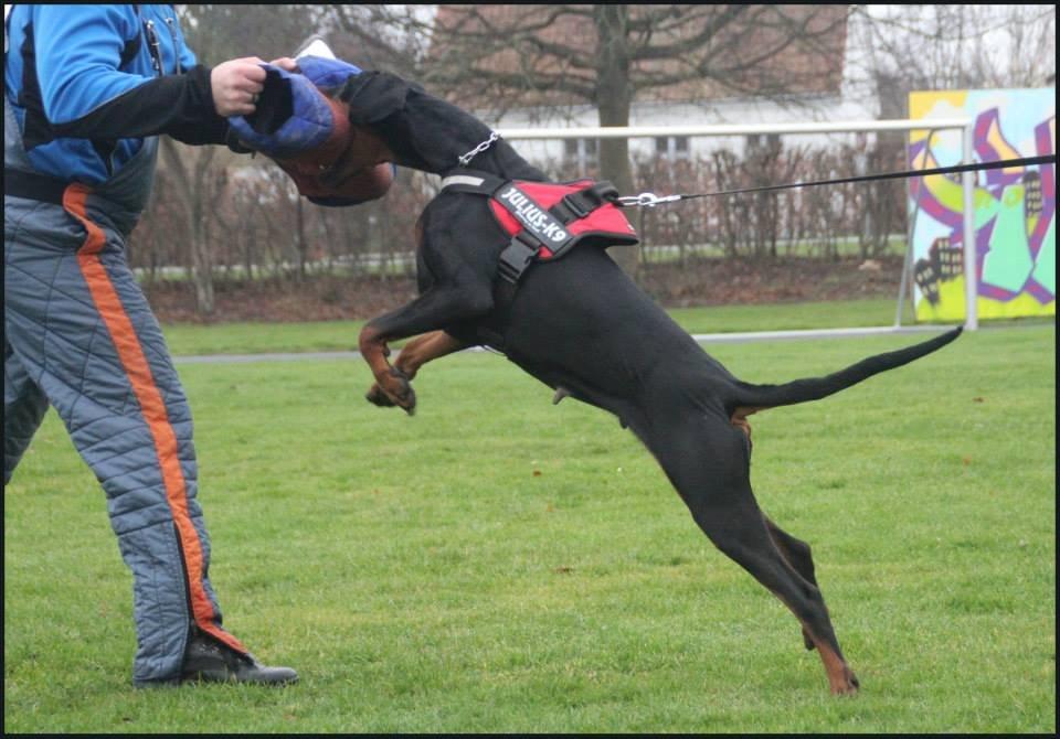 Dobermann Proud Danish Cool Casio billede 24