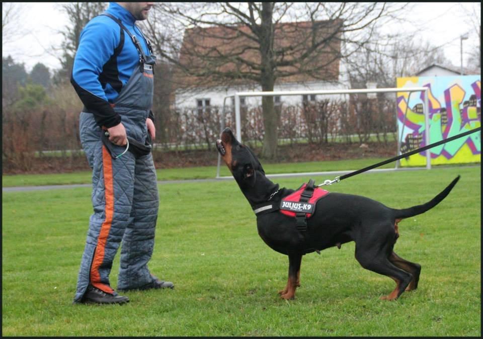 Dobermann Proud Danish Cool Casio billede 15