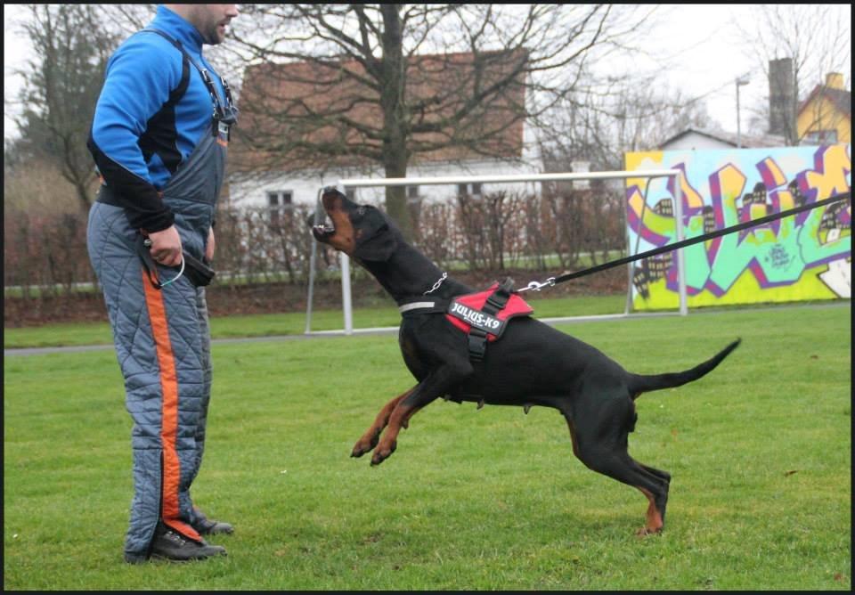Dobermann Proud Danish Cool Casio billede 26