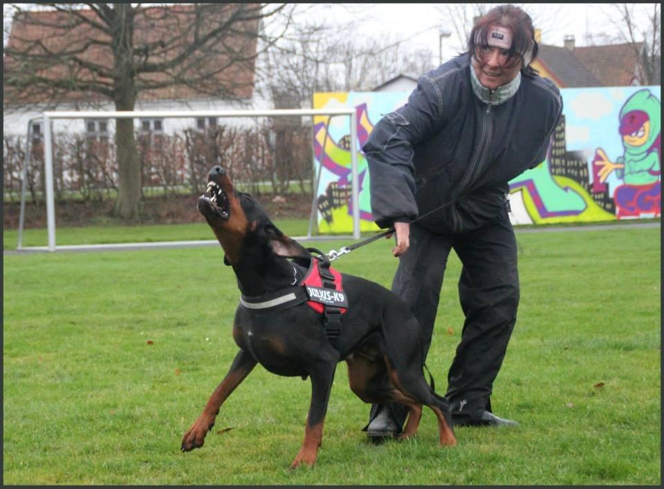 Dobermann Proud Danish Cool Casio billede 27