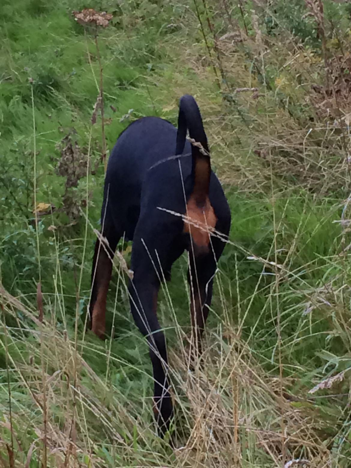 Dobermann Flamme Danois Ariana Grande billede 16