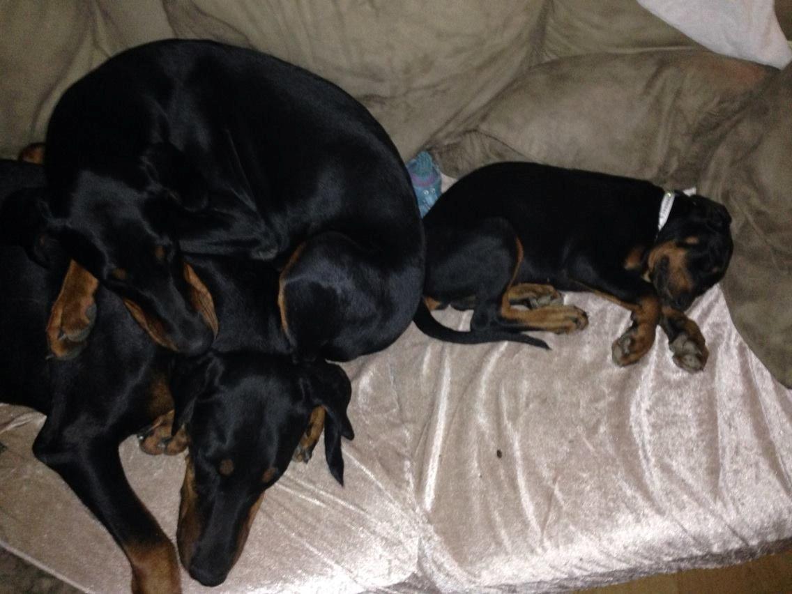 Dobermann Flamme Danois Ariana Grande billede 28