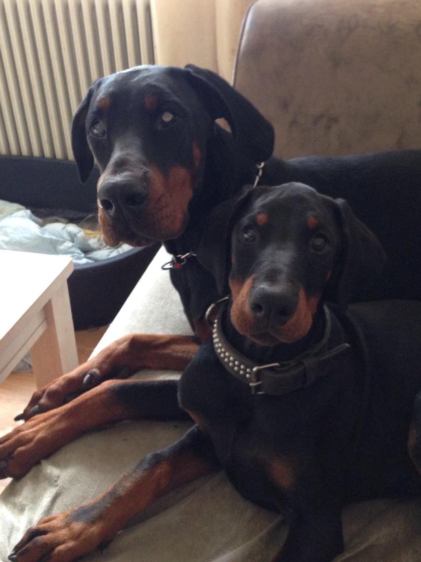 Dobermann Flamme Danois Ariana Grande billede 32