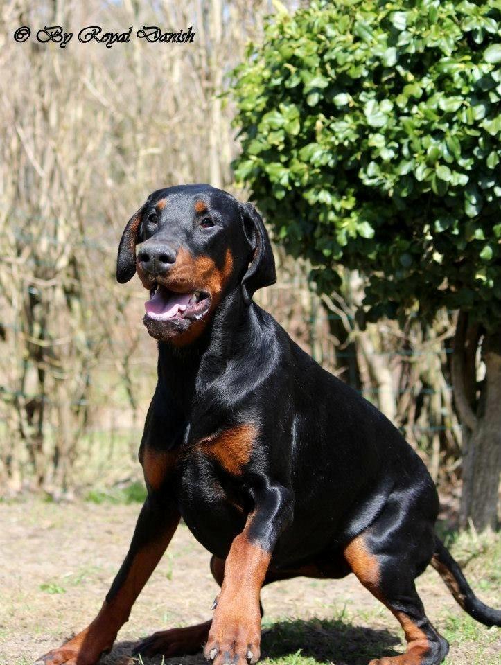 Dobermann Proud Danish Eye of Shiva billede 6
