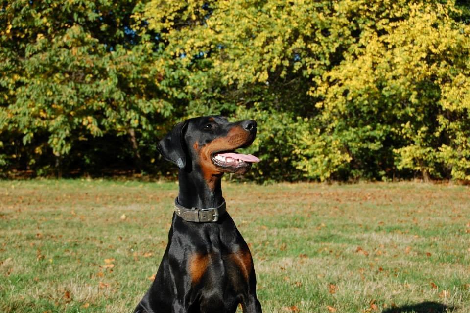 Dobermann Proud Danish Eye of Shiva billede 8