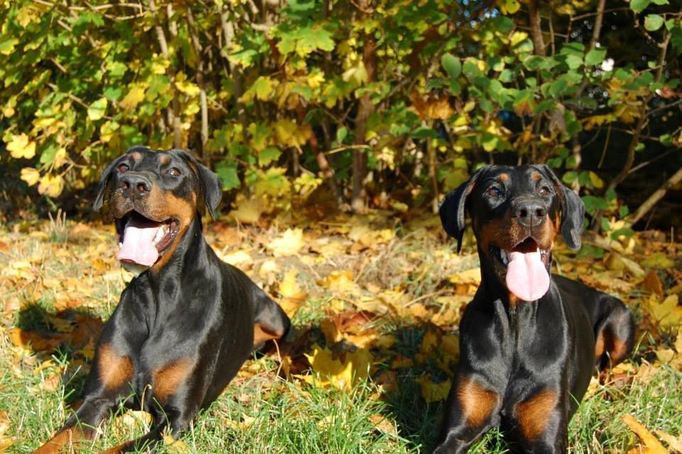 Dobermann Proud Danish Eye of Shiva billede 9