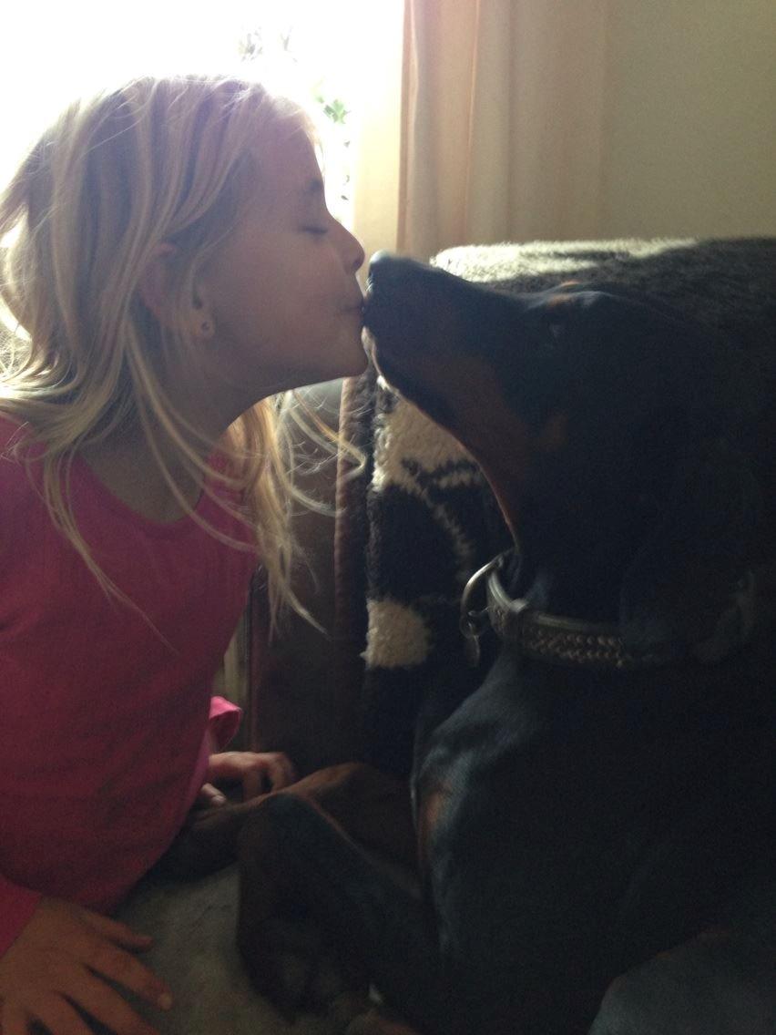 Dobermann Proud Danish Eye of Shiva billede 11