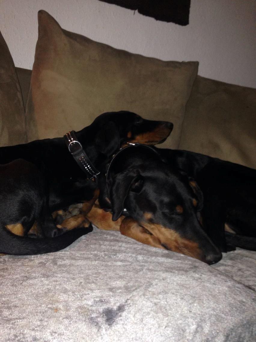 Dobermann Proud Danish Eye of Shiva billede 12