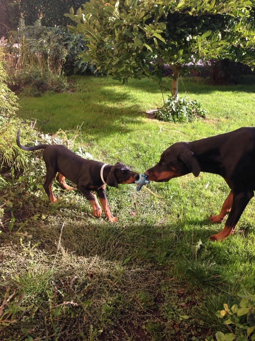 Dobermann Proud Danish Eye of Shiva billede 14