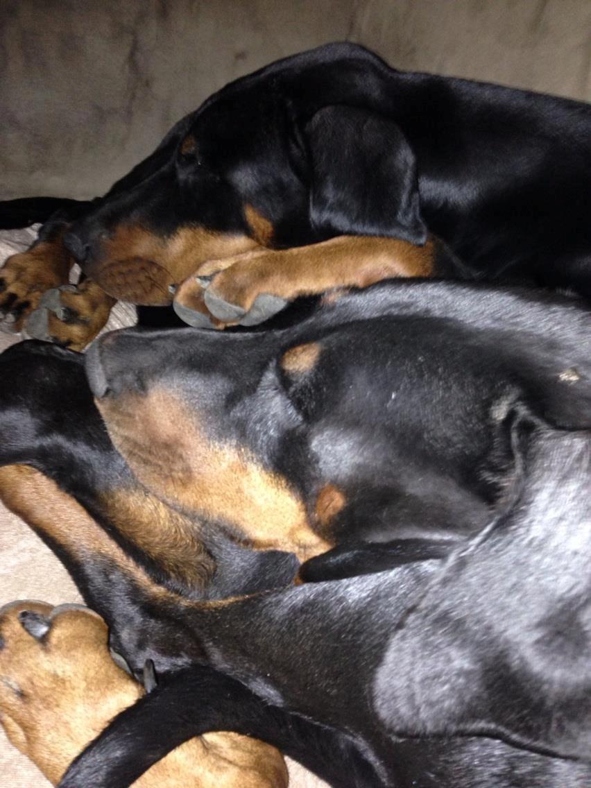 Dobermann Proud Danish Eye of Shiva billede 15