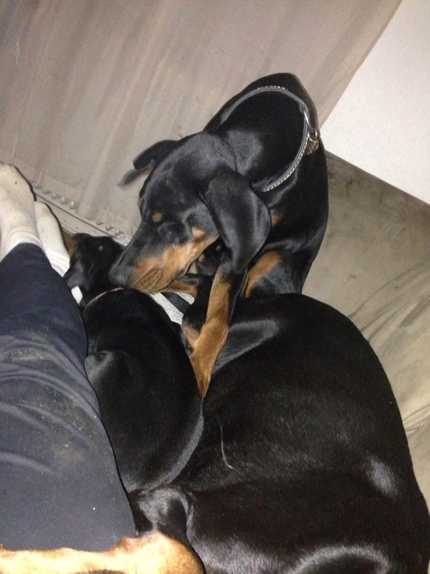 Dobermann Proud Danish Eye of Shiva billede 16