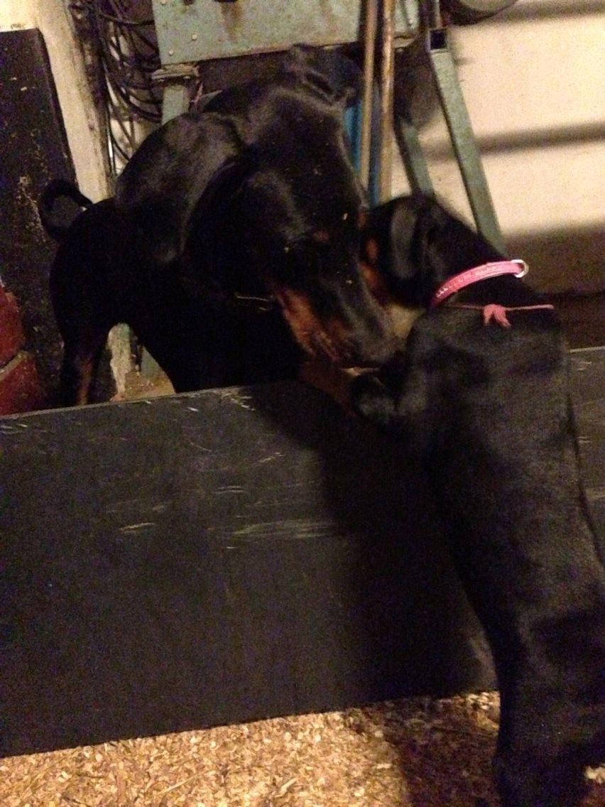 Dobermann Proud Danish Eye of Shiva billede 17