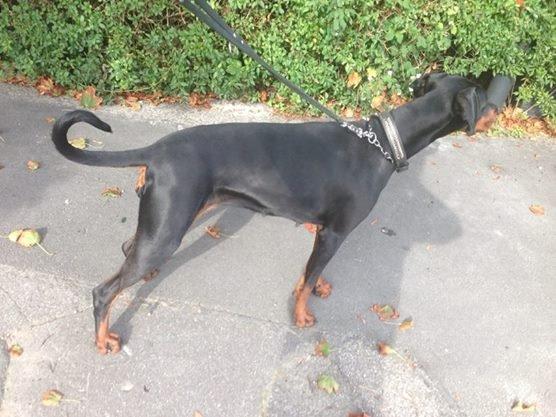 Dobermann Proud Danish Eye of Shiva billede 18