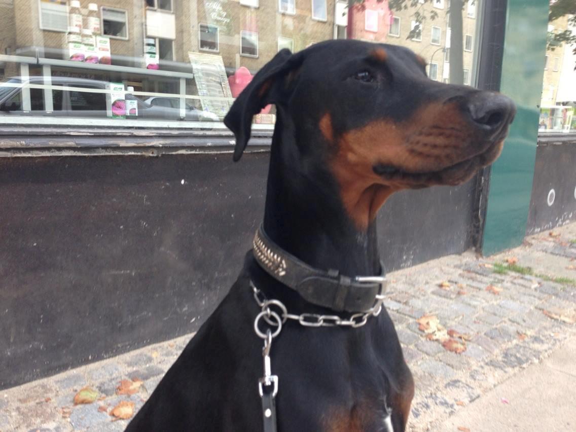Dobermann Proud Danish Eye of Shiva billede 19