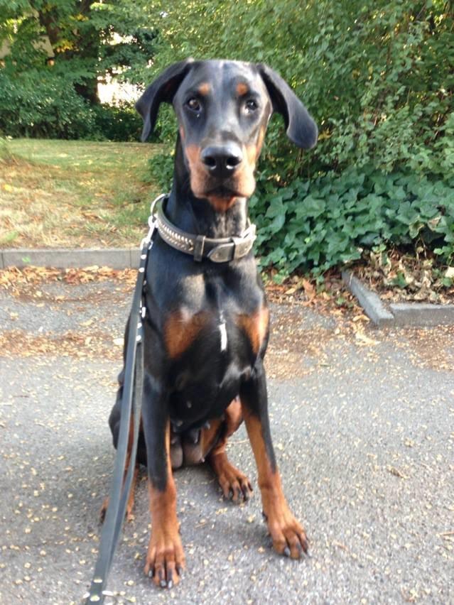 Dobermann Proud Danish Eye of Shiva billede 20