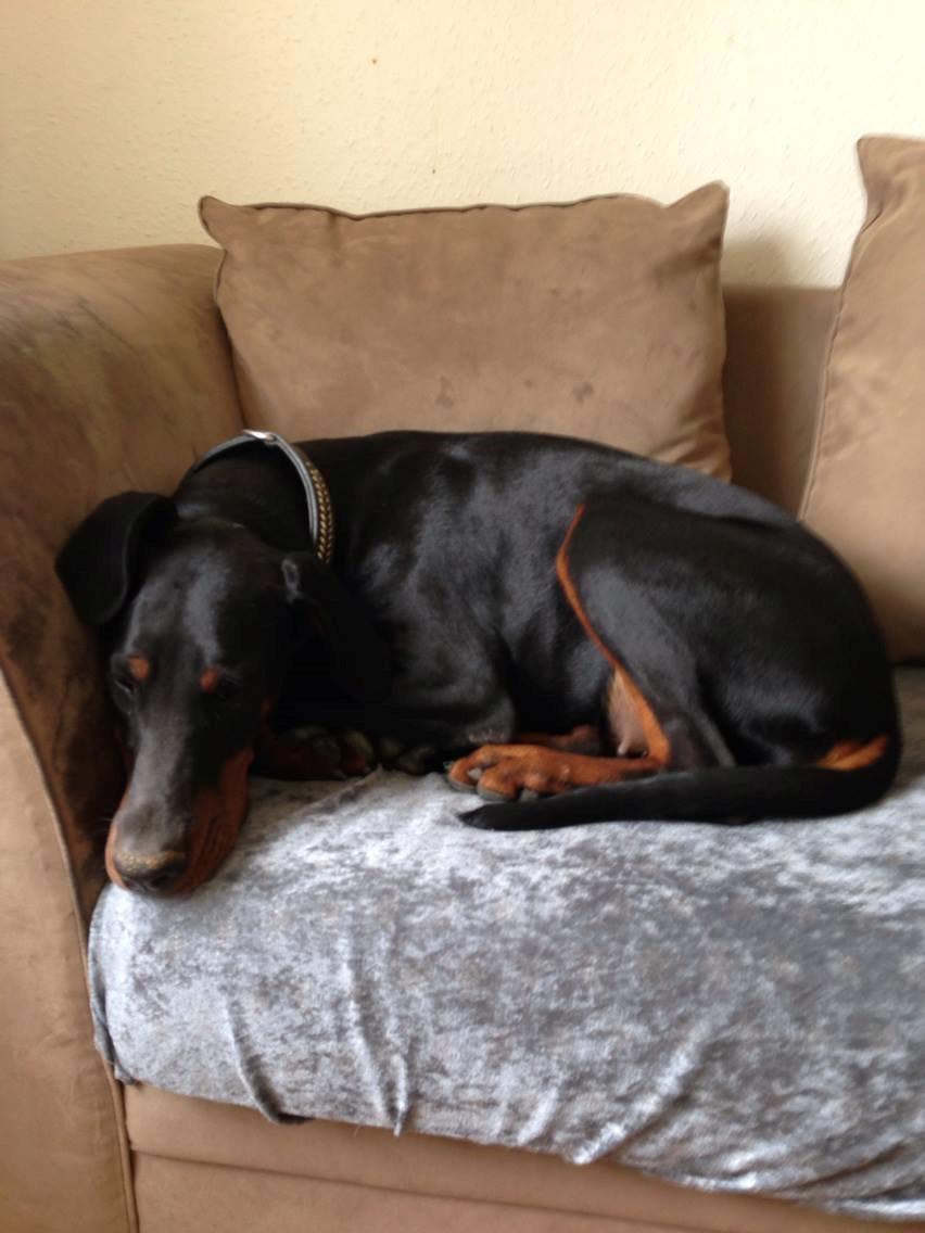 Dobermann Proud Danish Eye of Shiva billede 21