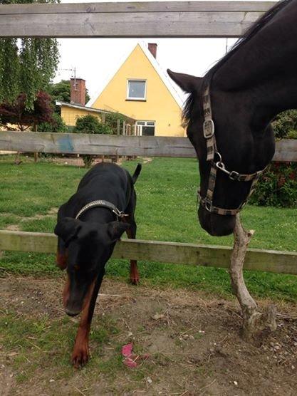 Dobermann Proud Danish Eye of Shiva billede 22