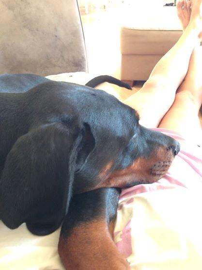 Dobermann Proud Danish Eye of Shiva billede 23