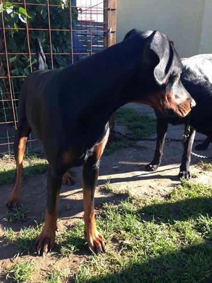 Dobermann Proud Danish Eye of Shiva billede 13