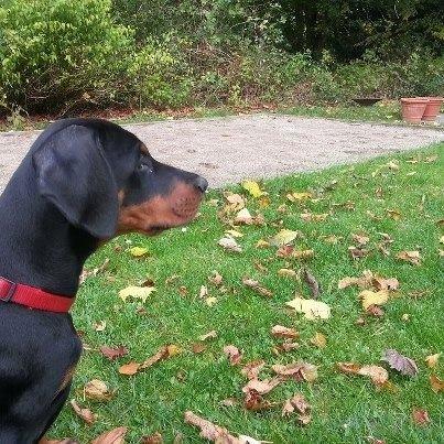 Dobermann Proud Danish Eye of Shiva billede 24