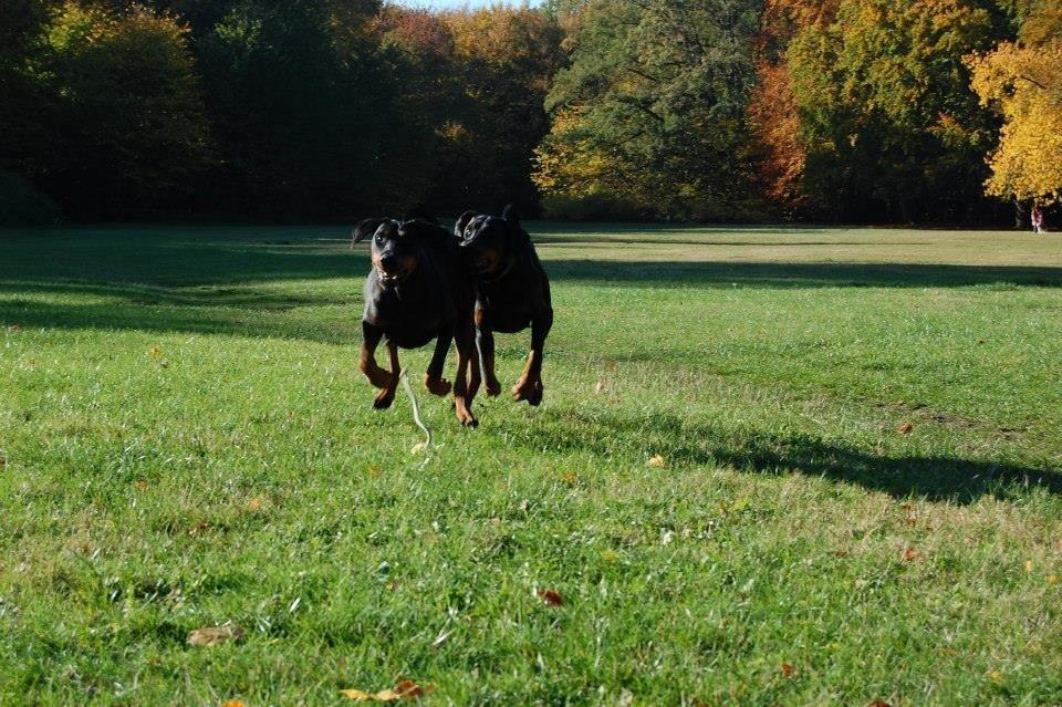 Dobermann Proud Danish Eye of Shiva billede 26
