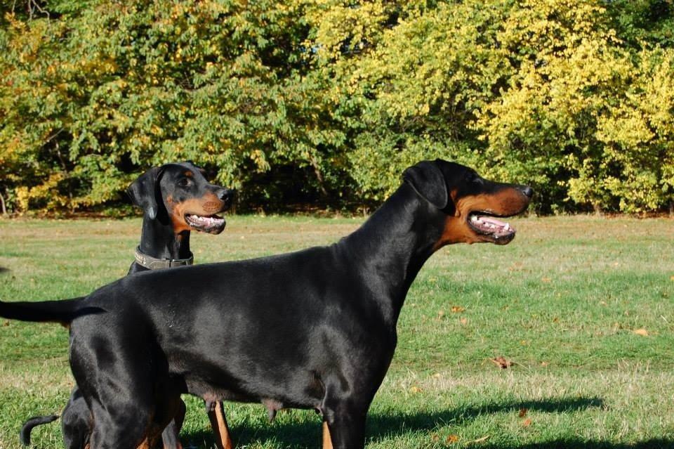 Dobermann Proud Danish Eye of Shiva billede 27