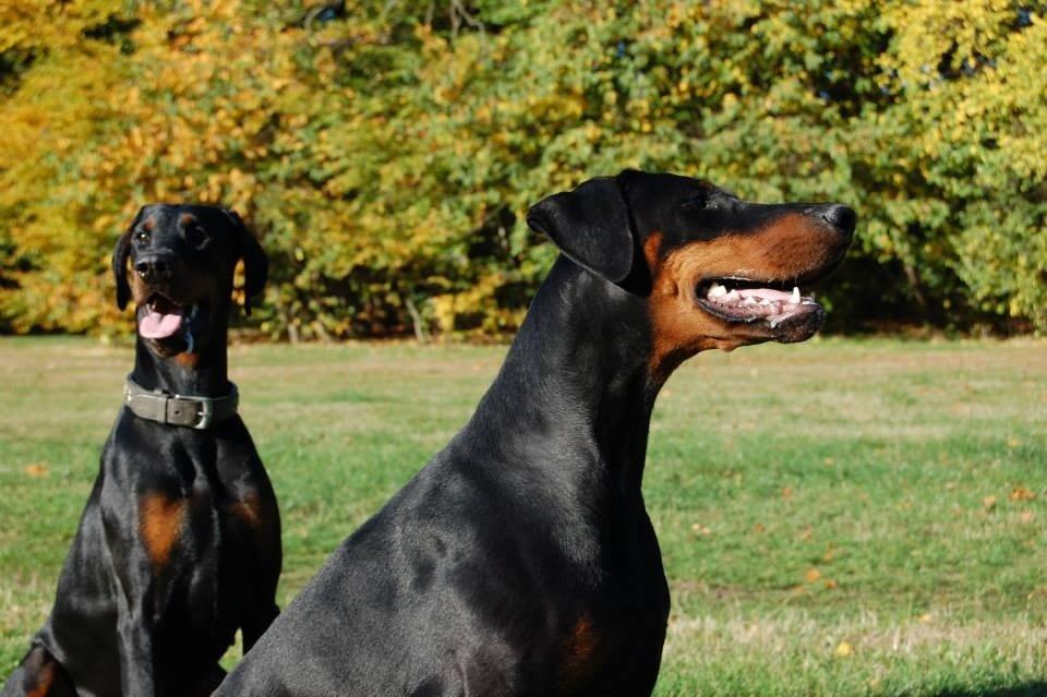 Dobermann Proud Danish Eye of Shiva billede 28