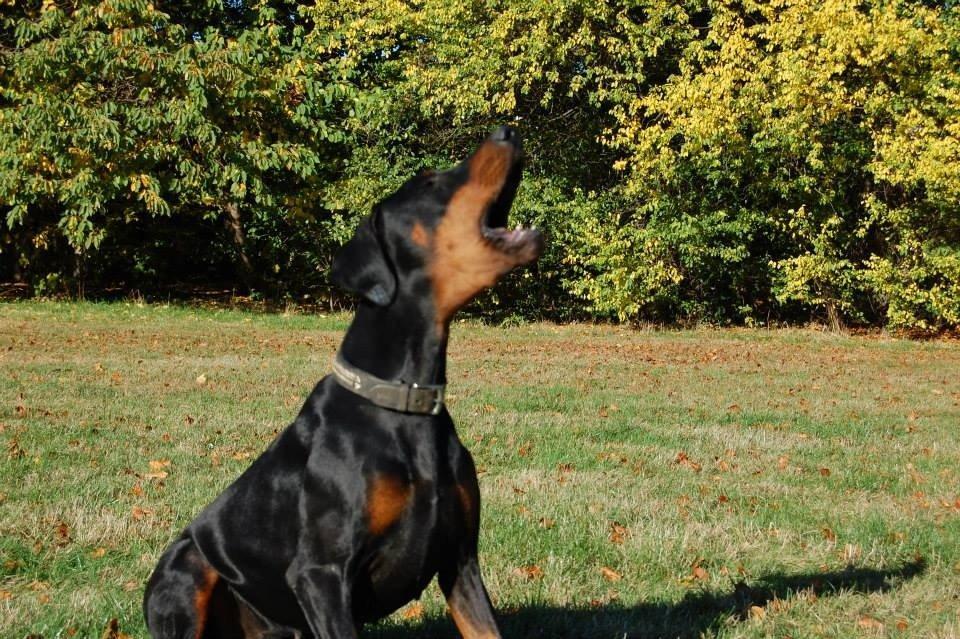 Dobermann Proud Danish Eye of Shiva billede 29