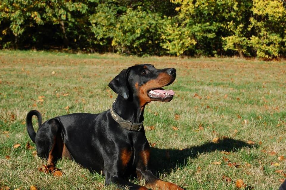 Dobermann Proud Danish Eye of Shiva billede 30