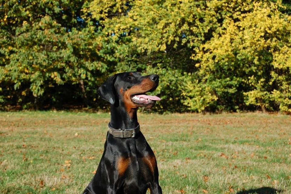 Dobermann Proud Danish Eye of Shiva billede 31