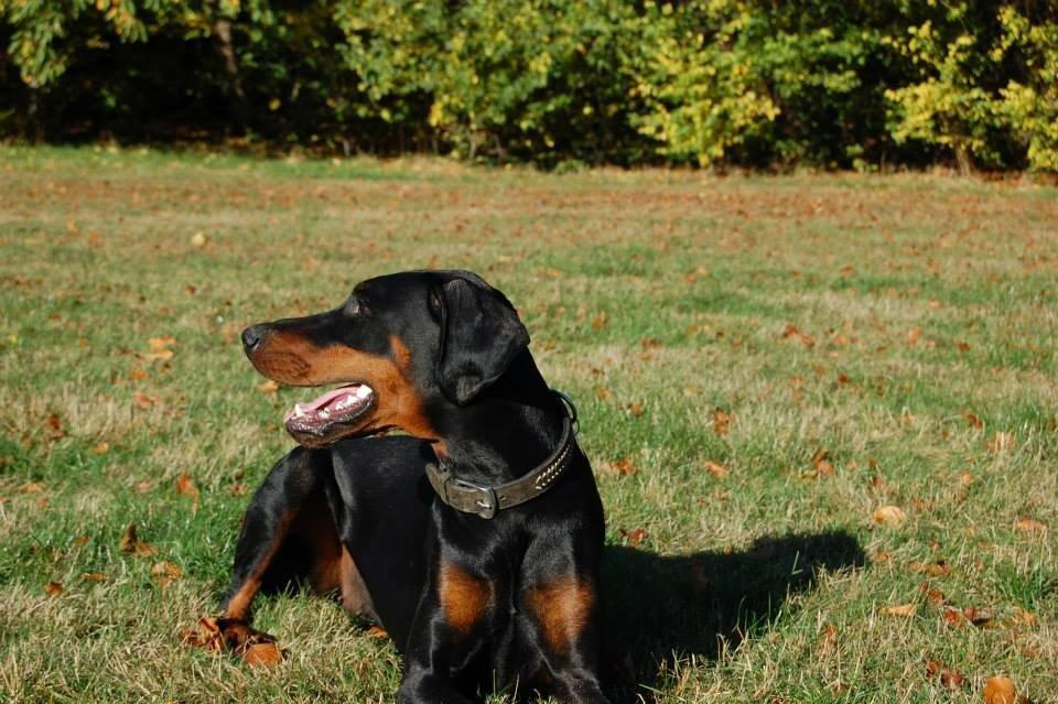 Dobermann Proud Danish Eye of Shiva billede 32