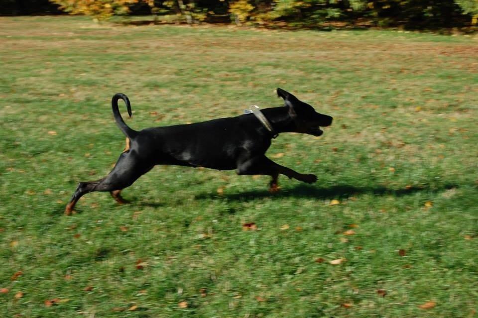 Dobermann Proud Danish Eye of Shiva billede 25